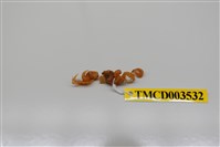 藏品(長趾股窗蟹)的圖片